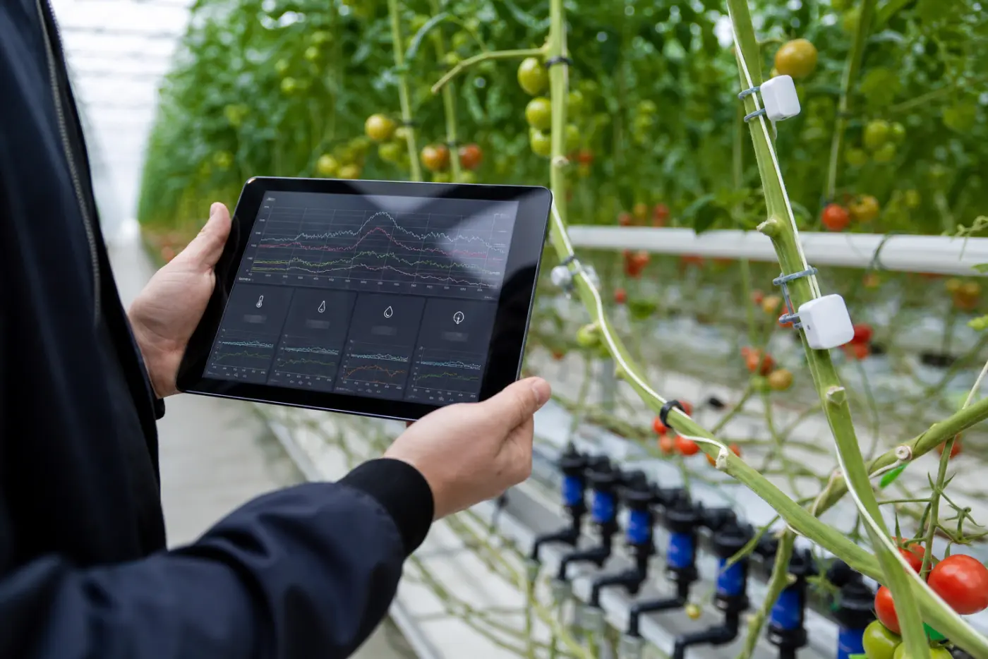 Techniker prüft IoT-Klimadaten per Tablet zwischen Tomatenpflanzen im Stuttgarter Gewächshaus
