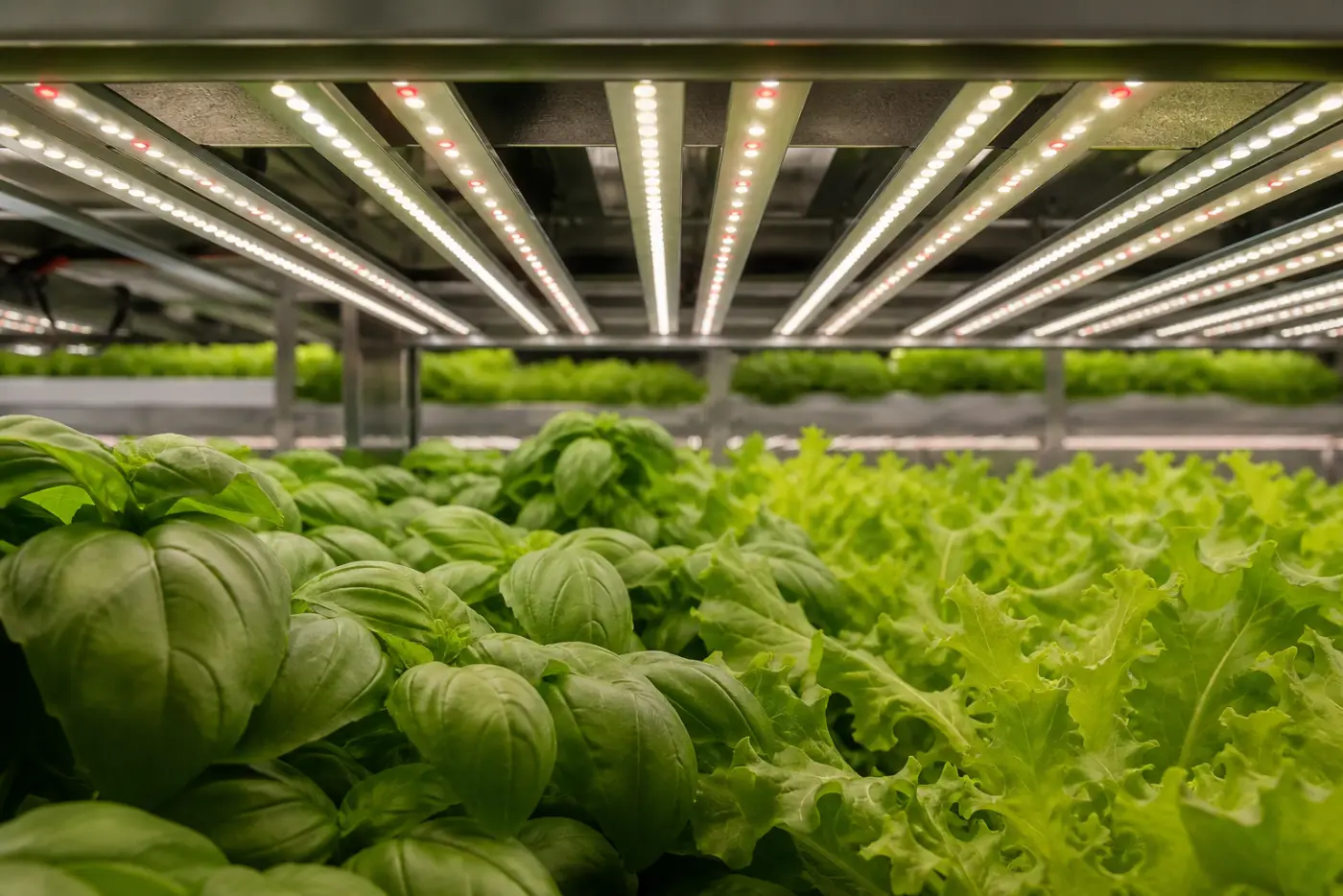 Vollspektrum-LED-Leisten über Basilikum und Salat in einer Indoor-Farm in Stuttgart